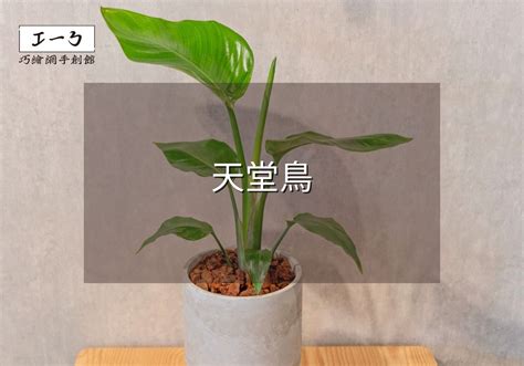 天堂鳥 觀葉|天堂鳥植物完全栽培指南 從選擇到養護 